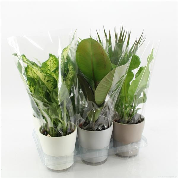 <h4>K-3 Mixplanten in Keramiek</h4>