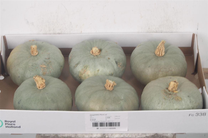 <h4>Cuc P Jarrahdale X6</h4>