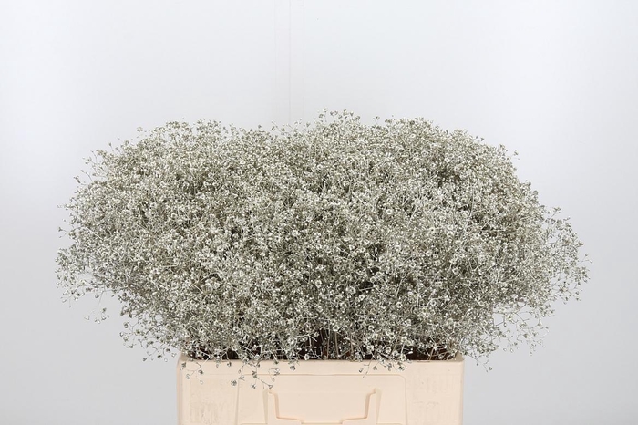 <h4>Gyps Kl Bh Platina</h4>