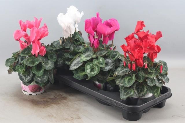 <h4>CYCL GR HAL CURLY</h4>