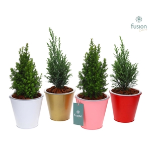 Pot zink wit met verlichting Kerst met Chamaecyparis