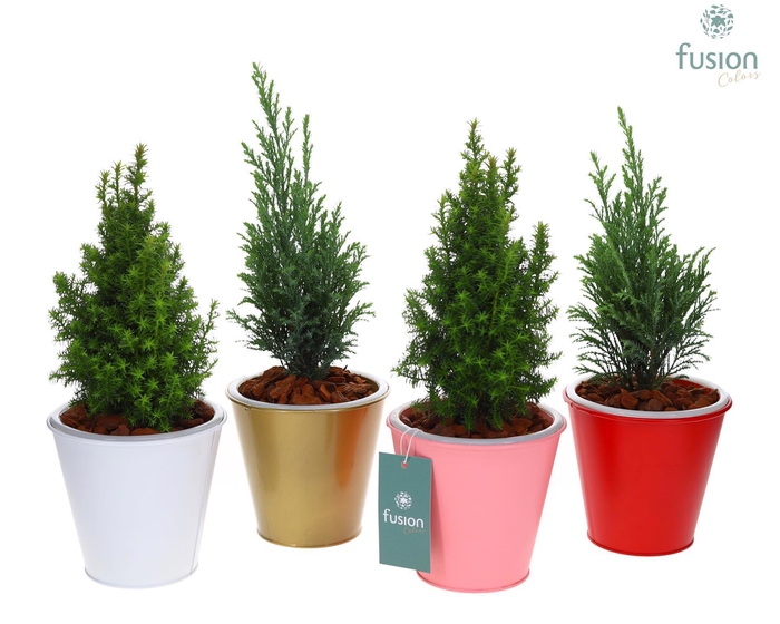 <h4>Pot zink wit met verlichting Kerst met Chamaecyparis</h4>