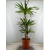 Dracaena frag. 'Riki'