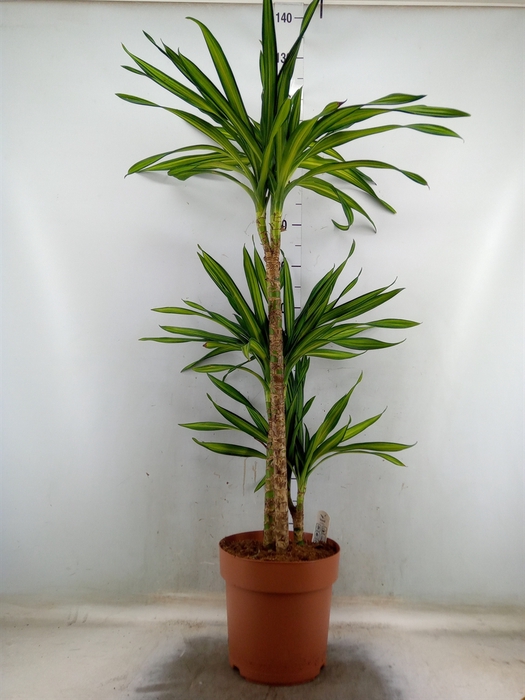 Dracaena frag. 'Riki'
