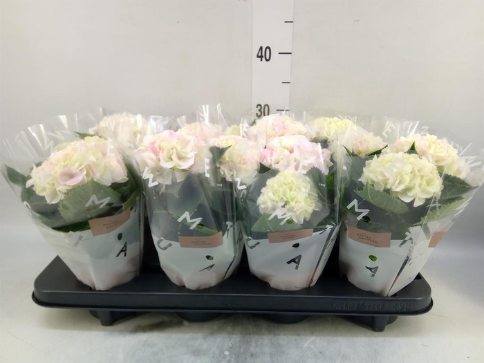 <h4>Hydrangea mac. 'Hi Diamond'</h4>