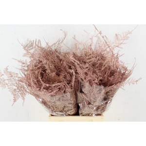 Asp IT 1e Veren Rose Goud