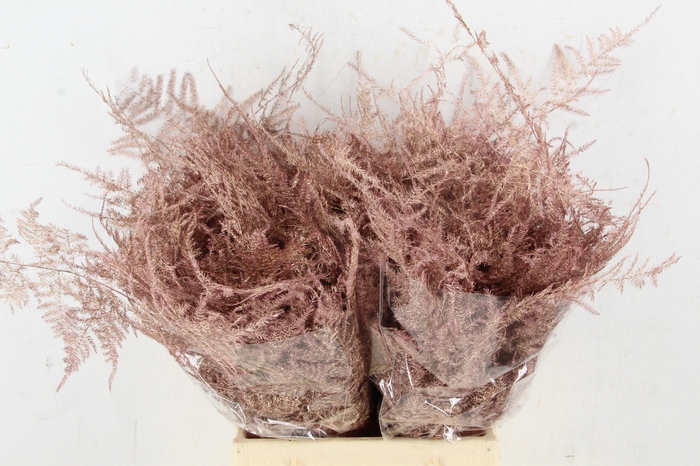 <h4>Asp IT 1e Veren Rose Goud</h4>