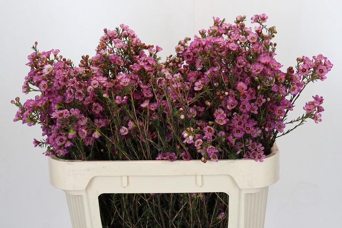 <h4>Chamelaucium Adi</h4>