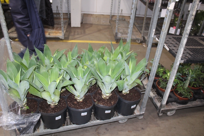 <h4>AGAVE ATTENUATA VASO 8L</h4>