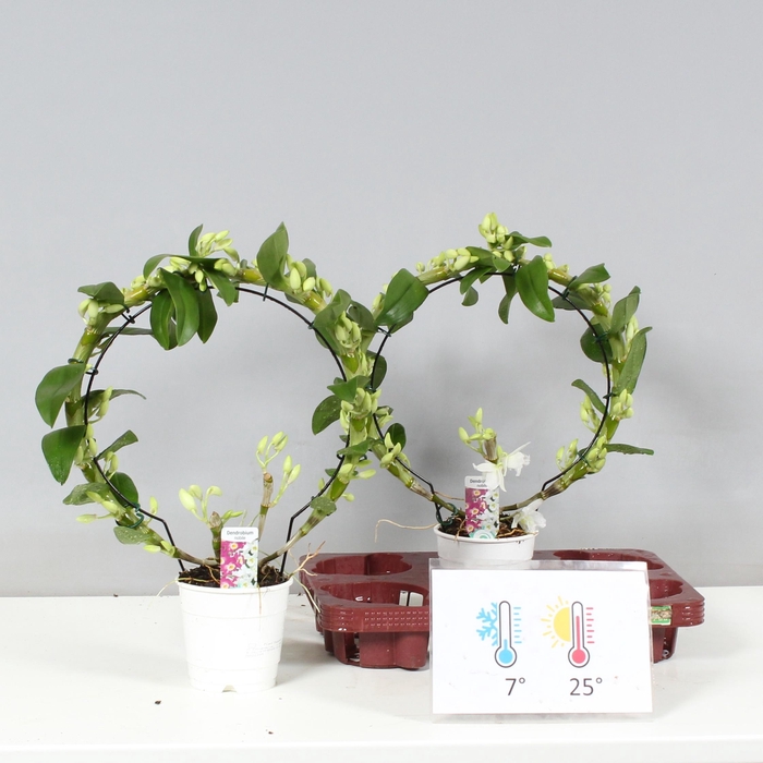 <h4>DENDR N SC APOLLON</h4>