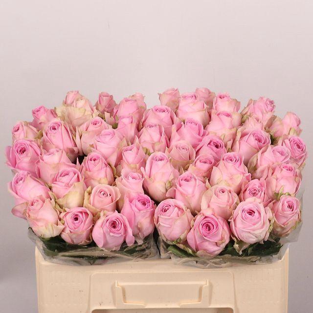 <h4>R Gr Heidi!</h4>