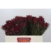 Leucadendron Blush