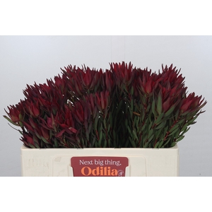 Leucadendron Blush