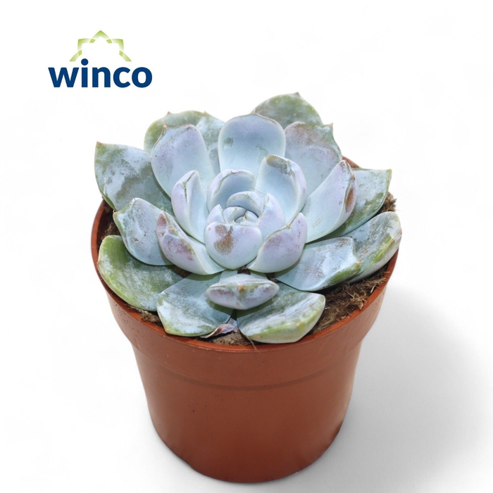 <h4>Echeveria Snowbunny</h4>