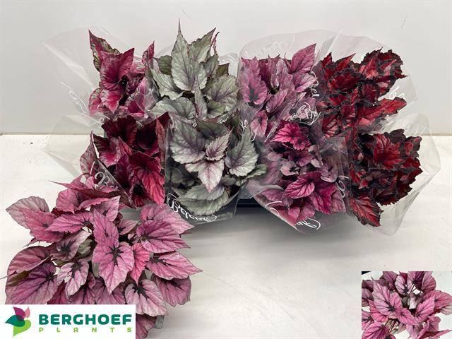 <h4>BEG BEL GEM</h4>