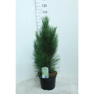 Pinus nigra 'Pyramidalis' P26 potgedrukt