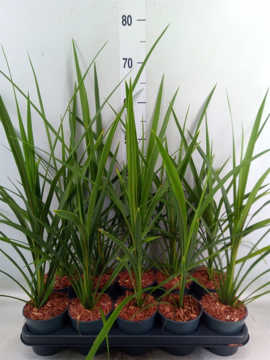 <h4>Cordyline indivisa 'Peko'</h4>