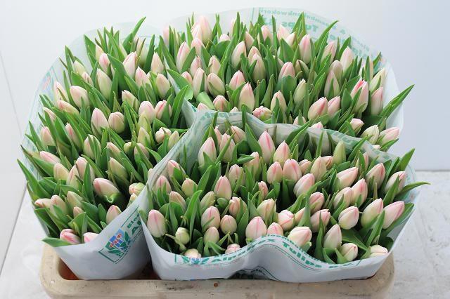 <h4>TU EN MICKEY CHIC</h4>