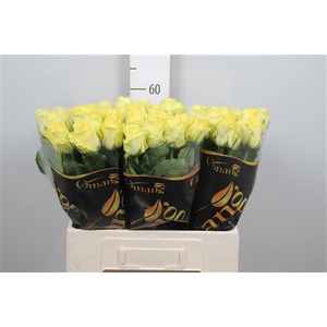 R Gr Minion Rose