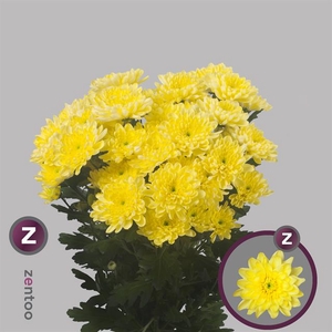 Chr. Tr Baltica Yellow