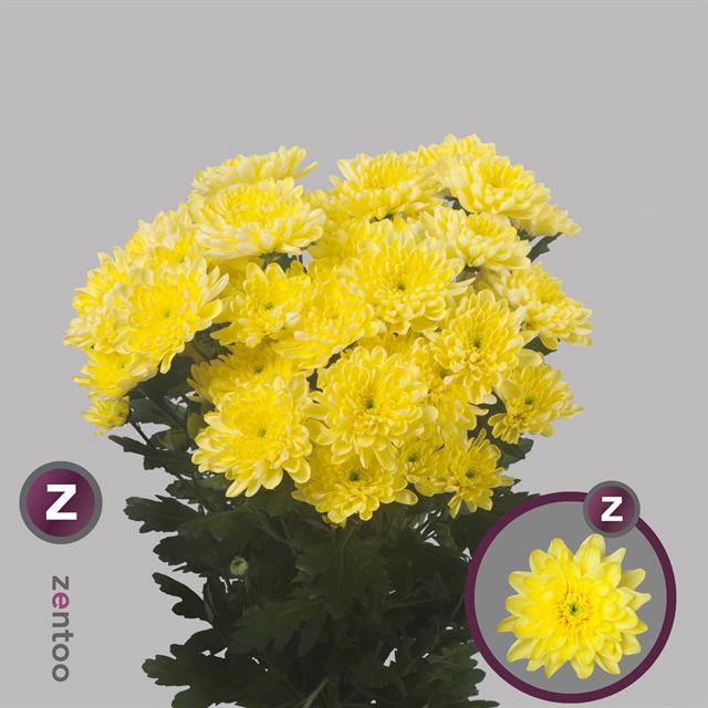 <h4>Chr. Tr Baltica Yellow</h4>