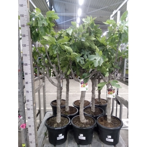 Ficus carica
