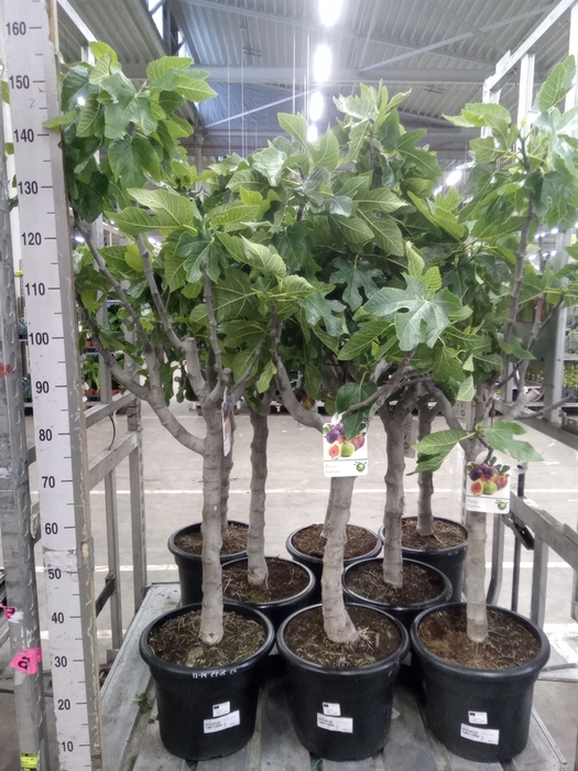 <h4>Ficus carica</h4>