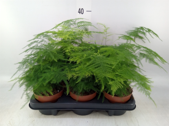 <h4>Asparagus dens. 'Sprengeri'</h4>