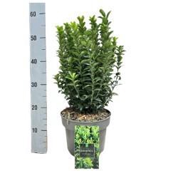 <h4>Euonymus japonicus 'Green Spire' C5</h4>