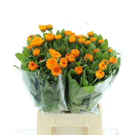 <h4>Calendula Orange Spot</h4>