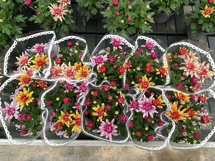 <h4>CHRY JELLYFIS GEM IP</h4>