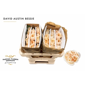 Rosa David Austin Bessie