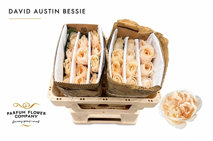 <h4>Rosa David Austin Bessie</h4>