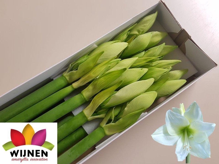 <h4>HIPP GA ALBARINO</h4>