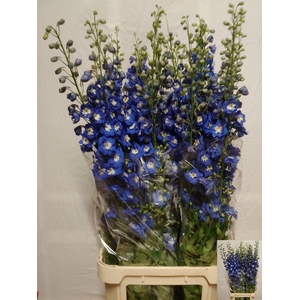 Delph Du Aurora Blue