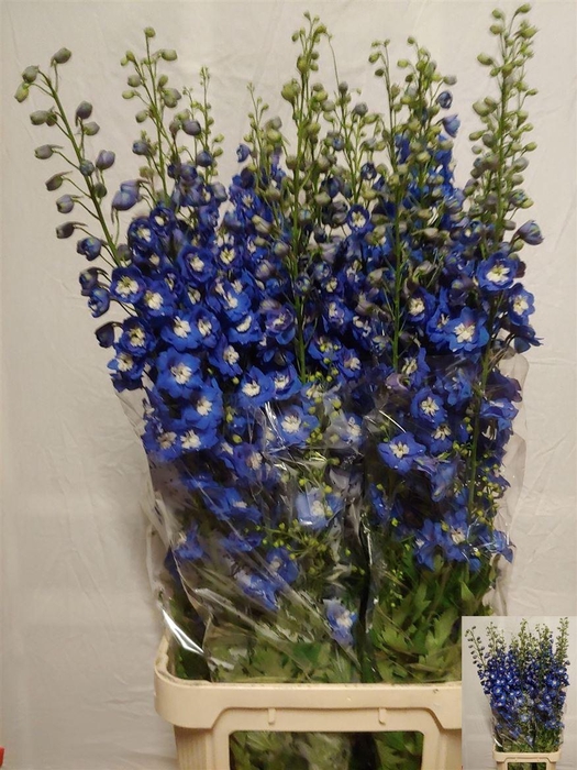 <h4>Delph Du Aurora Blue</h4>