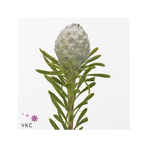 Cape green jade pearl spray
