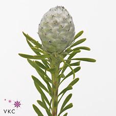 <h4>Cape green jade pearl spray</h4>