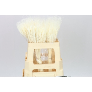 Dried Triticum Bleach
