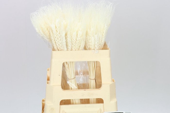 <h4>Dried Triticum Bleach</h4>