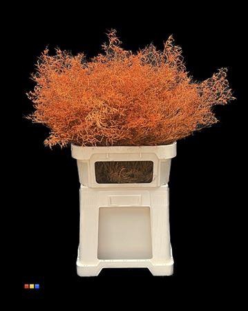 <h4>Limonium Orange</h4>