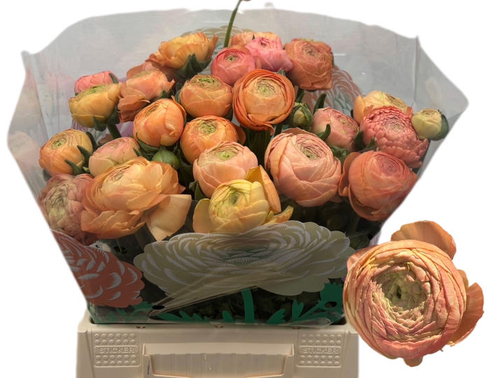 <h4>RAN AAZUR SALMON</h4>