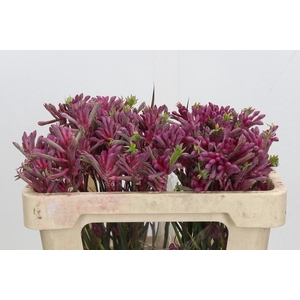 Anigozanthos Mini Pearl