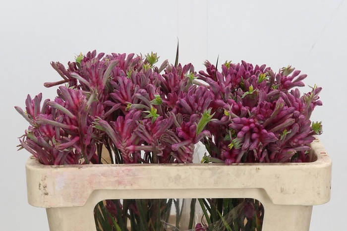 <h4>Anigozanthos Mini Pearl</h4>