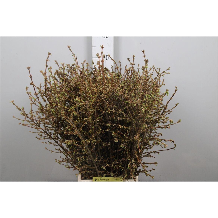 <h4>Forsy I Spectabilis</h4>