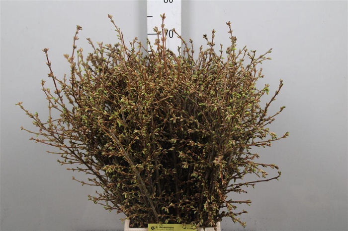 <h4>Forsy I Spectabilis</h4>