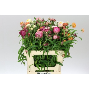 Helichrysum Mixed