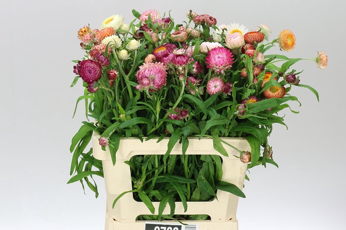 <h4>Helichrysum Peach</h4>