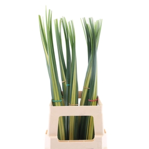 Pandanus Bont (rd)
