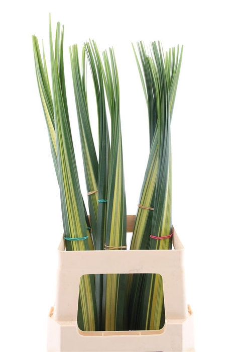 <h4>Pandanus Bont (rd)</h4>